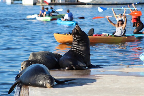 Stand up Paddle with Sea Lions at Fun Surf LA, Marina del Rey