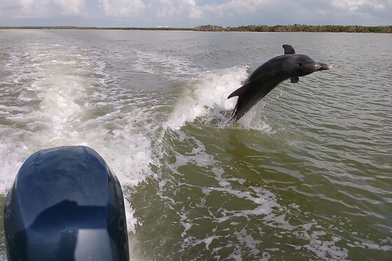 Everglades National Park Dolphin, Birding and Photography Expedition