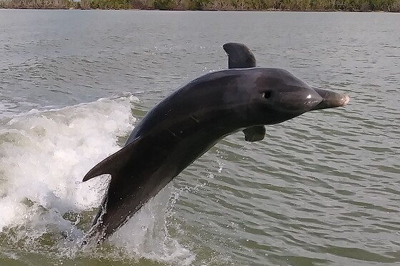Everglades National Park Dolphin, Birding & Wildlife Tour