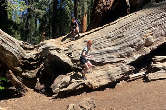Semi Private Sequoia National Park Tour